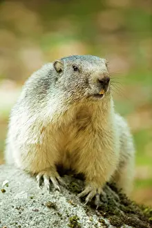 Pyrenees: 80184093 Alpine Marmots Hautes Pyrenees, Midi Pyrenees