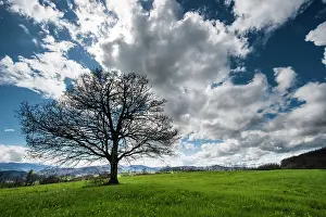 Loneliness: 80184094 Oak Tree - in field - with clouds Agenzia