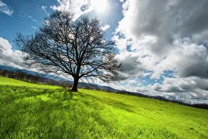 Loneliness: 80184095 Oak Tree - in field - with clouds Agenzia