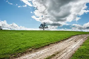 Loneliness: 80184096 Oak Tree - in field - with clouds Agenzia