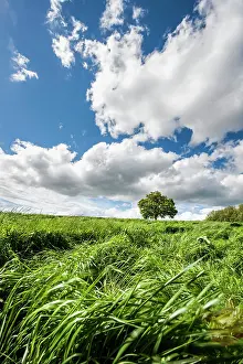 Loneliness: 80184097 Oak Tree - in field - with clouds Agenzia