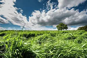 Loneliness: 80184098 Oak Tree - in field - with clouds Agenzia