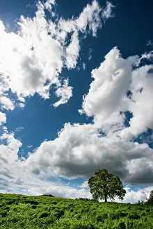 Loneliness: 80184099 Oak Tree - in field - with clouds Agenzia
