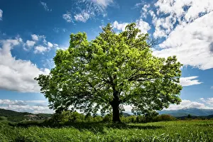 Loneliness: 80184100 Oak Tree - in field - with clouds Agenzia