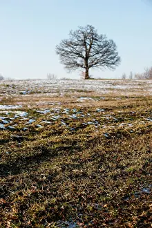 Loneliness: 80184101 Oak Tree - in winter snow Agenzia Giornalistica