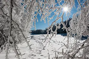 Forrest: 80184102 Trees - in winter snow Casentino, Tuscany