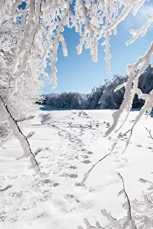 Forrest: 80184103 Trees - in winter snow Casentino, Tuscany