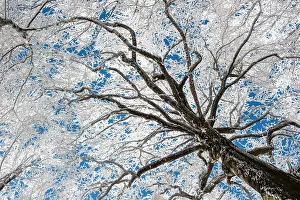 Forrest: 80184104 Trees - in winter snow Casentino, Tuscany