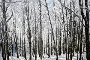 Forrest: 80184105 Trees - in winter snow Casentino, Tuscany