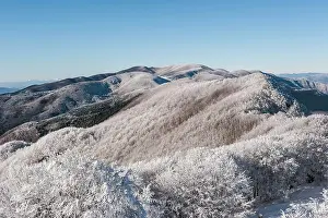 Forrest: 80184106 Trees - in winter snow Casentino, Tuscany