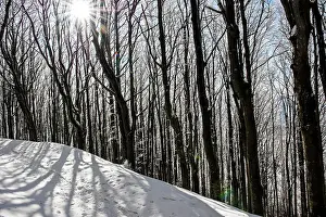 Forrest: 80184107 Trees - in winter snow Casentino, Tuscany