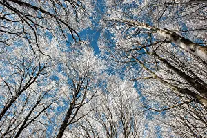 Forrest: 80184108 Trees - in winter snow Casentino, Tuscany