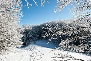 Forrest: 80184109 Trees - in winter snow Casentino, Tuscany