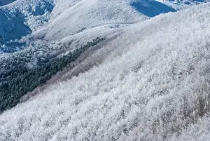 Forrest: 80184110 Trees - in winter snow Casentino, Tuscany