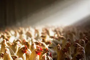 Chickens: 80184114 Chickens - capons Agenzia Giornalistica