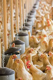 Chickens: 80184115 Chickens - capons Agenzia Giornalistica