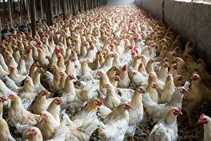 Chickens: 80184116 Chickens - capons Agenzia Giornalistica