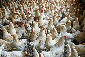 Chickens: 80184117 Chickens - capons Agenzia Giornalistica