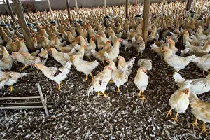 Chickens: 80184118 Chickens - capons Agenzia Giornalistica