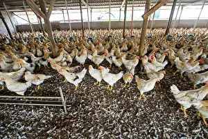 Chickens: 80184119 Chickens - capons Agenzia Giornalistica