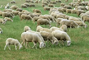 Ovis: 80184120 Sheep - grazing Agenzia Giornalistica Fotografica
