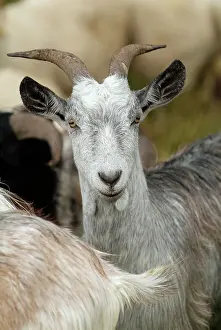 Goat: 80184121 Goat Agenzia Giornalistica Fotografica