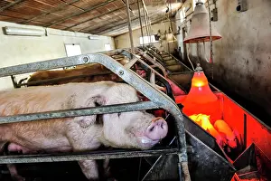 Piglet: 80184122 Pigs - in farm Agenzia Giornalistica Fotografica