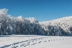Forrest: 80184126 Trees - in winter snow Casentino, Tuscany