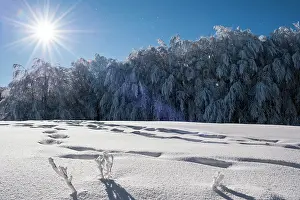 Forrest: 80184127 Trees - in winter snow Casentino, Tuscany