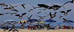 Rive: 80184129 Birds - in flight over beach San Pancho