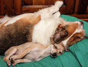 Sleep: 80184135 Dogs - sleeping Agenzia Giornalistica Fotografica