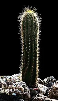 Thorns: 80184137 Cactus Agenzia Giornalistica Fotografica