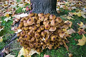 Mold: 80184143 Mushrooms - Autumn Agenzia Giornalistica