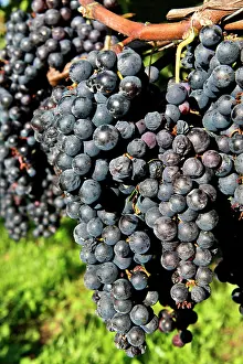 Vines: 80184149 Grapes - vineyards Tenero, Canton Ticino
