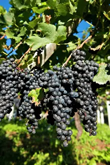 Vines: 80184150 Grapes - vineyards Tenero, Canton Ticino