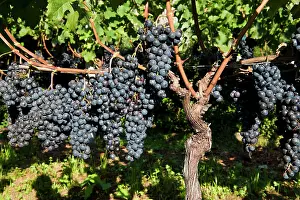 Viniculture: 80184151 Grapes - vineyards Tenero, Canton Ticino