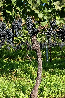 Viniculture: 80184152 Grapes - vineyards Tenero, Canton Ticino