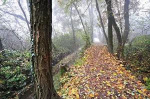 Parco: 80184157 Woodland - Autumn Parco Agricolo Sud, Lombardia
