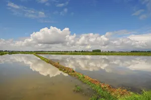 Parco: 80184161 Rice Fields Parco Agricolo Sud, Lombardia
