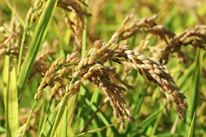 Parco: 80184162 Rice Parco Agricolo Sud, Lombardia, Italy