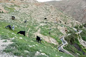 Israeli: 80184170 Goats West Bank, Israel Agenzia Giornalistica