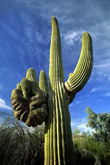 Pictures: 80184173 Saguaro Cactus Sanoran Desert, Arizona