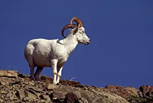 Pictures: 80184177 Dall Sheep Kenai Peninsula, Alaska Agenzia