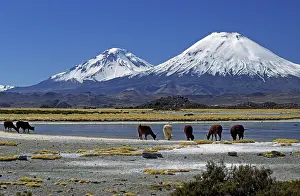 Llama: 80184178 Alpacas - grazing - with the The Payachatas