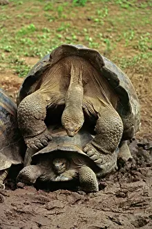 Turtles: 80184179 Giant Tortoise - mating Galapagos Islands