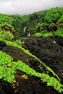 Scenics: 80184181 Lava - foilage and waterfalls 7 sacred