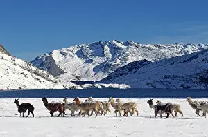 Llama: 80184182 Alpacas - herd - in snow Laguna Jatun