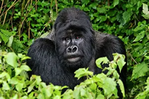 Pictures: 80184187 Gorilla - Gorundha of the Sabyinyo group