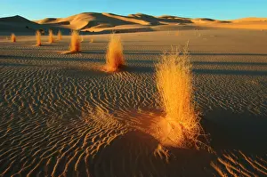 Ventures: 80184195 Desert Sahara, Algeria Agenzia Giornalistica