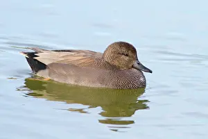 Castilla: 80184317 Gadwall - adult male (controlled conditions)